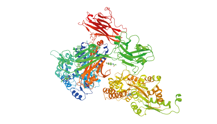 Tamm Horsfall Glycoprotein