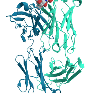 Lumican, Antibody