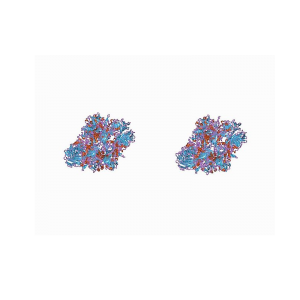 Beta Galactosidase Antibody (Chicken Polyclonal)