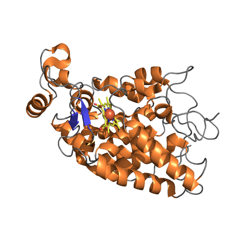 Horseradish Peroxidase Biotinylated Molecular Depot