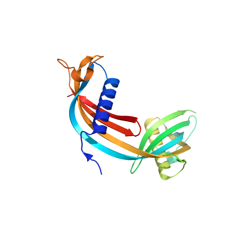 Cystatin C Antibody