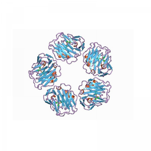 CRP Antibody (Mouse Monoclonal)
