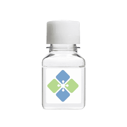 Human ACPP Protein