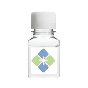 Rabbit Monoclonal CTRL Antibody (Human, Mouse, Rat)