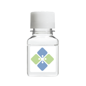 Anti-MAD2L1/Mad2 Monoclonal Antibody