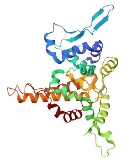 ANDES_VIRUS_NUCLEOPROTEIN