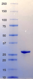 Human 14.3.3 Eta Protein (no GST Tag)