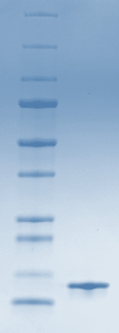 Recombinant Single Chain Monellin