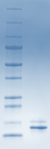 Recombinant Single Chain Thermostable Monellin